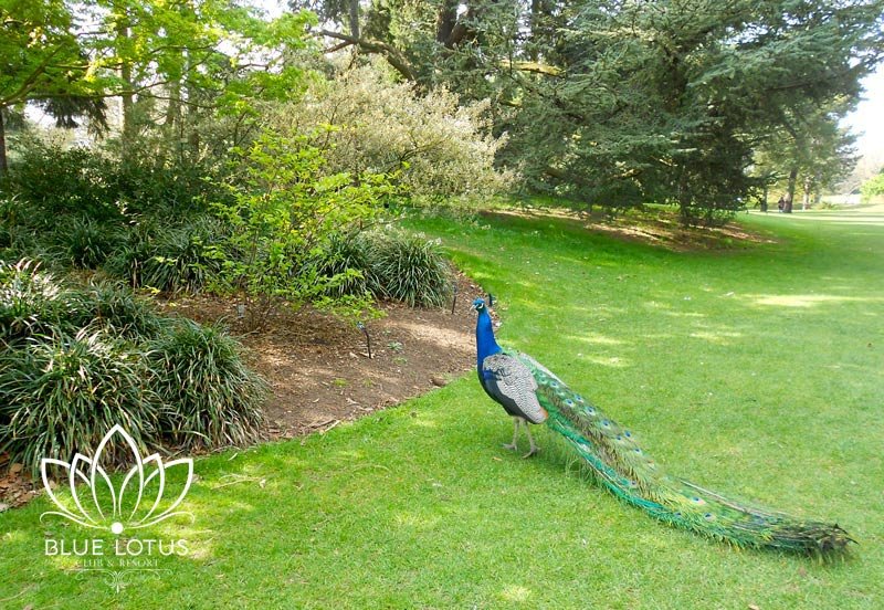 Wildlife